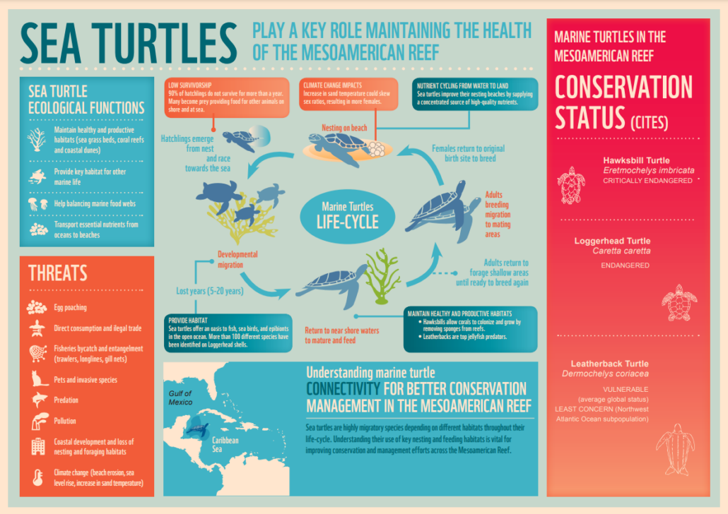 This infographic from World Wildlife Fund uses good nonprofit graphic design practices. 